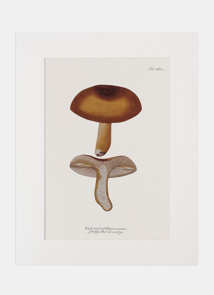 Repro Lithograph - Agaricus Lactifluus Aureus